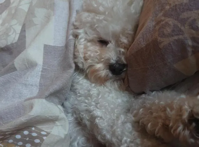 Depandance Garni Golf Apartment Ascona